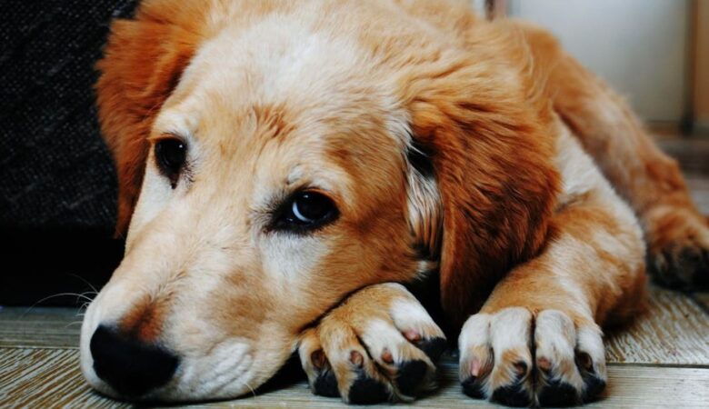 5 Signs Your Pet Might Be Sick (And What to Do!)