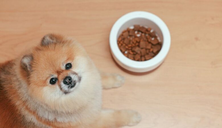 How to Choose the Right Pet Food for Your Furry Friend