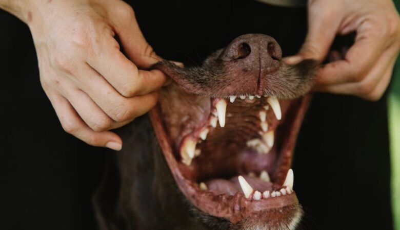 The Importance of Dental Care for Your Pet