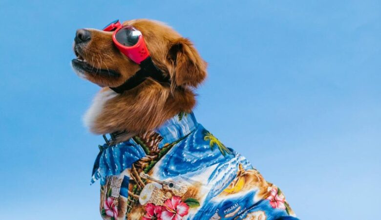 Top Travel Tips for Taking Your Pet on Vacation